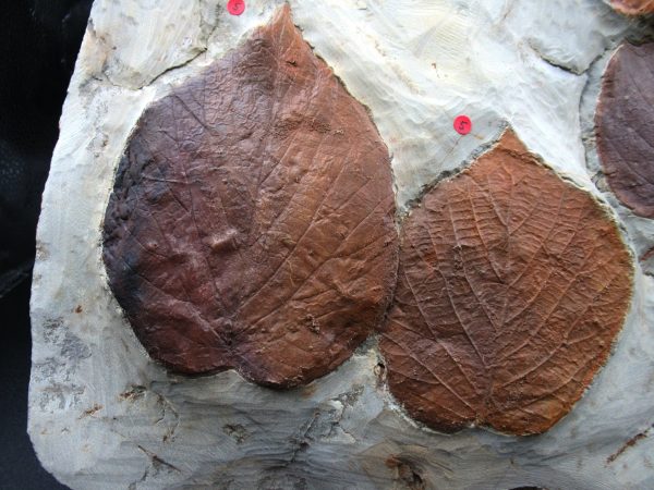 Genuine Paleocene Age Fossil Leaves From Montana For Sale #120b