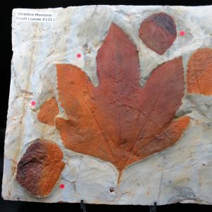 Genuine Paleocene Age Fossil Leaves From Montana For Sale #121