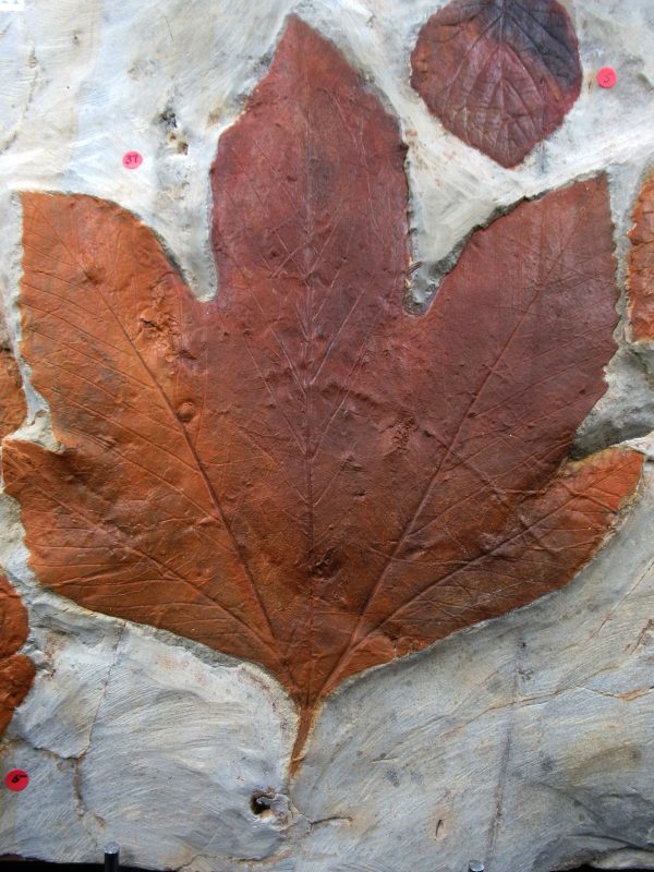 Genuine Paleocene Age Fossil Leaves From Montana For Sale #121e