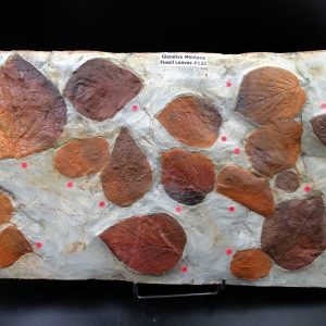 Genuine Paleocene Age Fossil Leaves From Montana For Sale #122