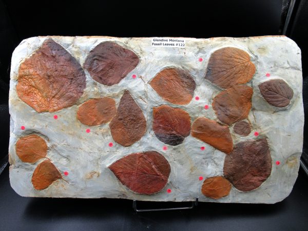 Genuine Paleocene Age Fossil Leaves From Montana For Sale #122