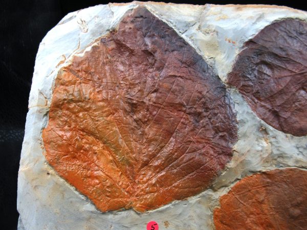 Genuine Paleocene Age Fossil Leaves From Montana For Sale #122a