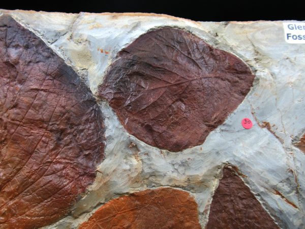 Genuine Paleocene Age Fossil Leaves From Montana For Sale #122b