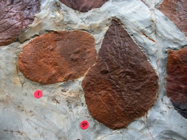 Genuine Paleocene Age Fossil Leaves From Montana For Sale #122c