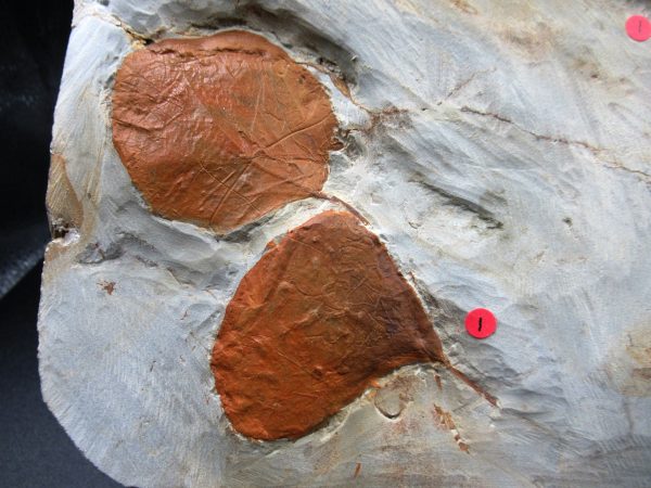 Genuine Paleocene Age Fossil Leaves From Montana For Sale #122d