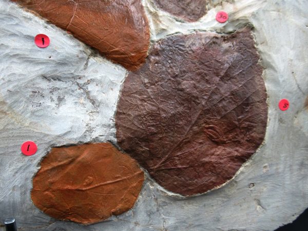 Genuine Paleocene Age Fossil Leaves From Montana For Sale #122h