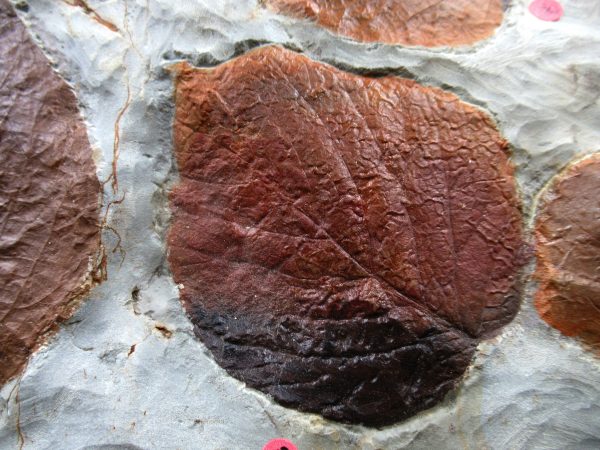 Genuine Paleocene Age Fossil Leaves From Montana For Sale #122j