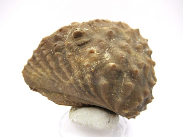 Genuine Jurassic Age Trigonia Bivalve Fossil for Sale from Portugal #19