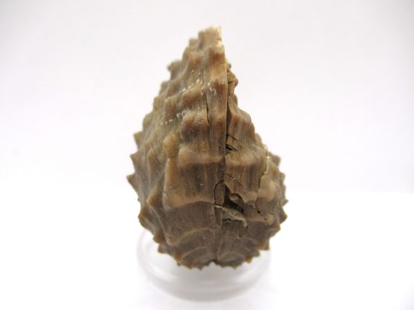 Genuine Jurassic Age Trigonia Bivalve Fossil for Sale from Portugal #19a