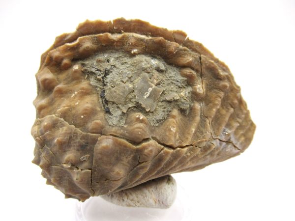 Genuine Jurassic Age Trigonia Bivalve Fossil for Sale from Portugal #19b