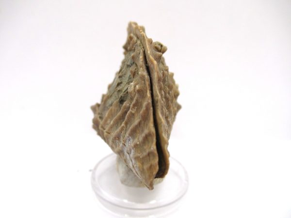 Genuine Jurassic Age Trigonia Bivalve Fossil for Sale from Portugal #19c