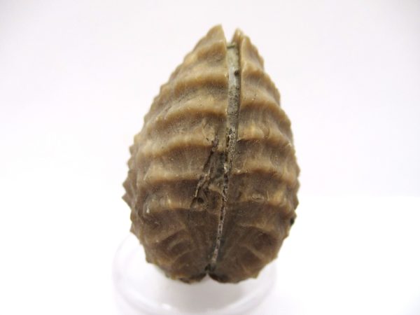 Genuine Jurassic Age Trigonia Bivalve Fossil for Sale from Portugal #20a