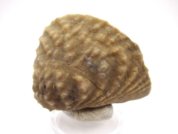 Genuine Jurassic Age Trigonia Bivalve Fossil for Sale from Portugal #20b