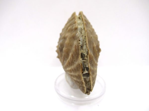 Genuine Jurassic Age Trigonia Bivalve Fossil for Sale from Portugal #20c