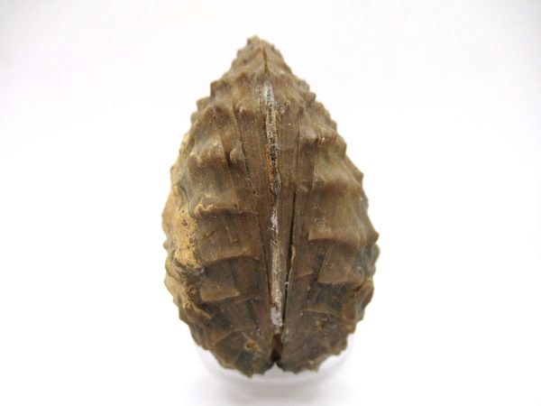 Genuine Jurassic Age Trigonia Bivalve Fossil for Sale from Portugal #21a