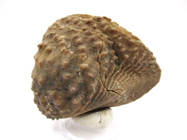 Genuine Jurassic Age Trigonia Bivalve Fossil for Sale from Portugal #21b