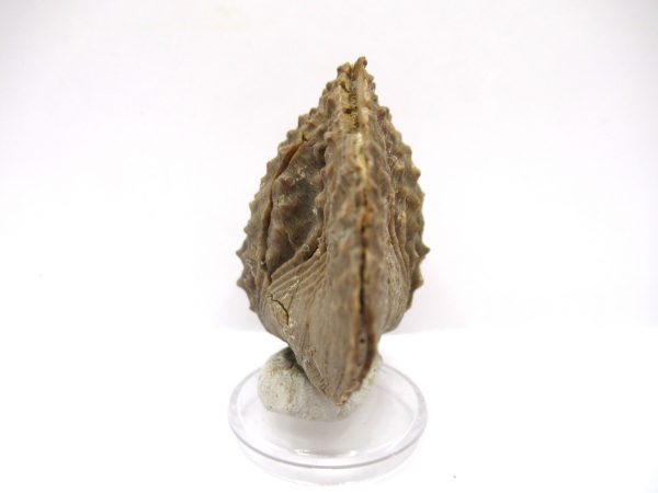 Genuine Jurassic Age Trigonia Bivalve Fossil for Sale from Portugal #21c