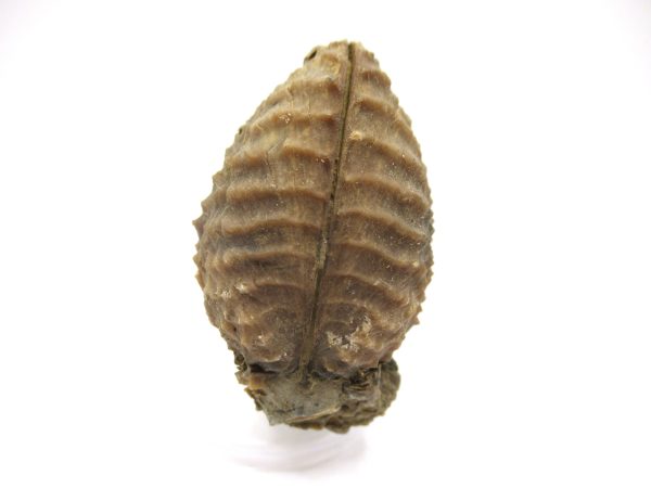 Genuine Jurassic Age Trigonia Bivalve Fossil for Sale from Portugal #23a