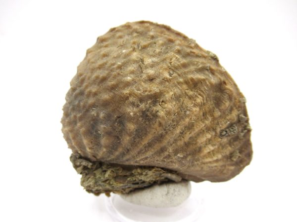 Genuine Jurassic Age Trigonia Bivalve Fossil for Sale from Portugal #23b