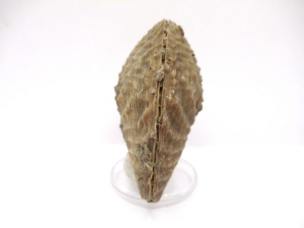 Genuine Jurassic Age Trigonia Bivalve Fossil for Sale from Portugal #23c