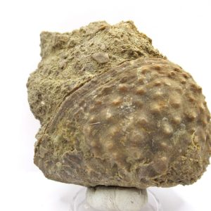 Genuine Jurassic Age Trigonia Bivalve Fossil for Sale from Portugal #26