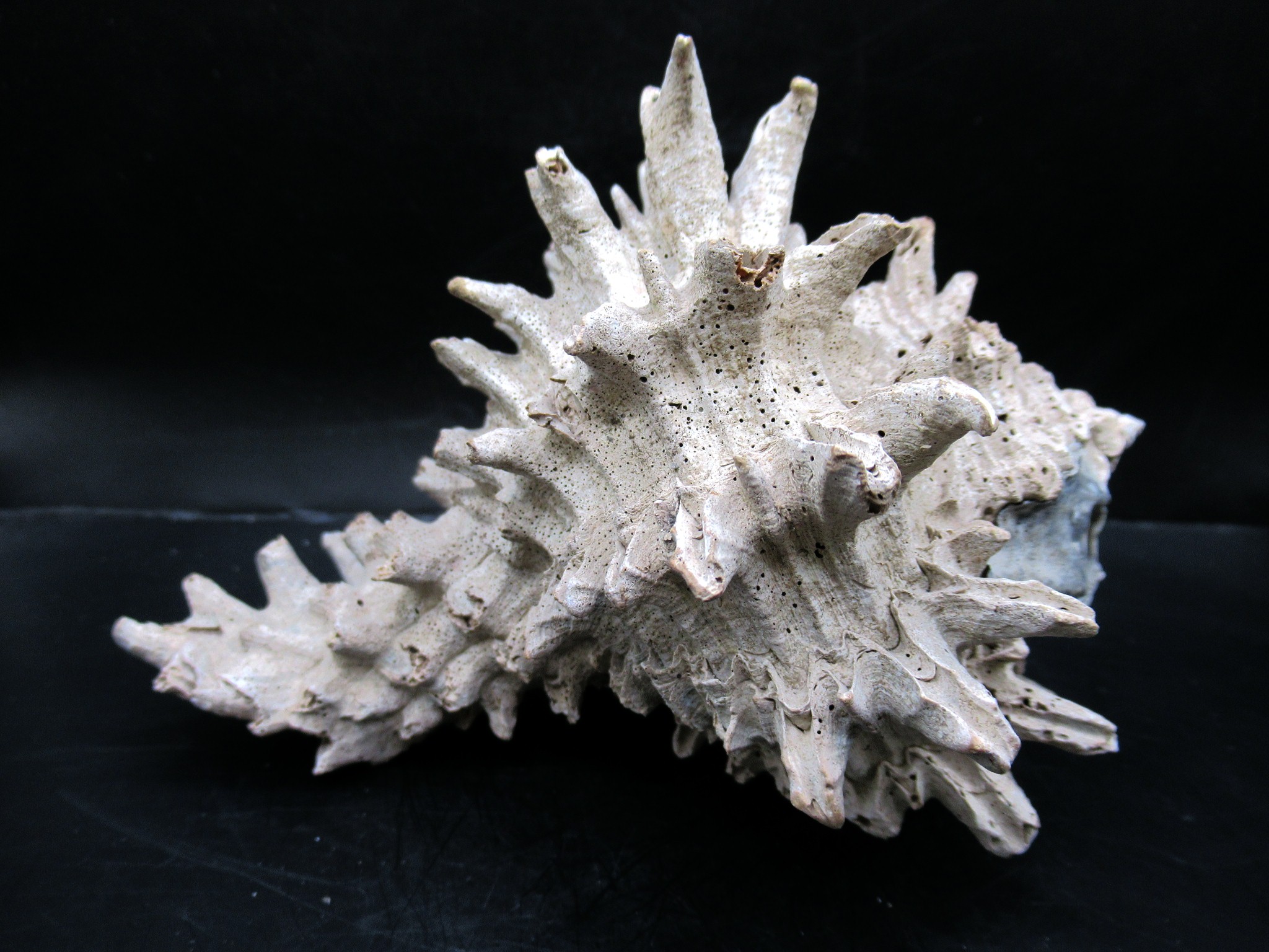 Miocene Florida Murex Gastropod 13a | Fossils for Sale Genuine Miocene Age Murex Gastropod Fossil for Sale from Florida #13a