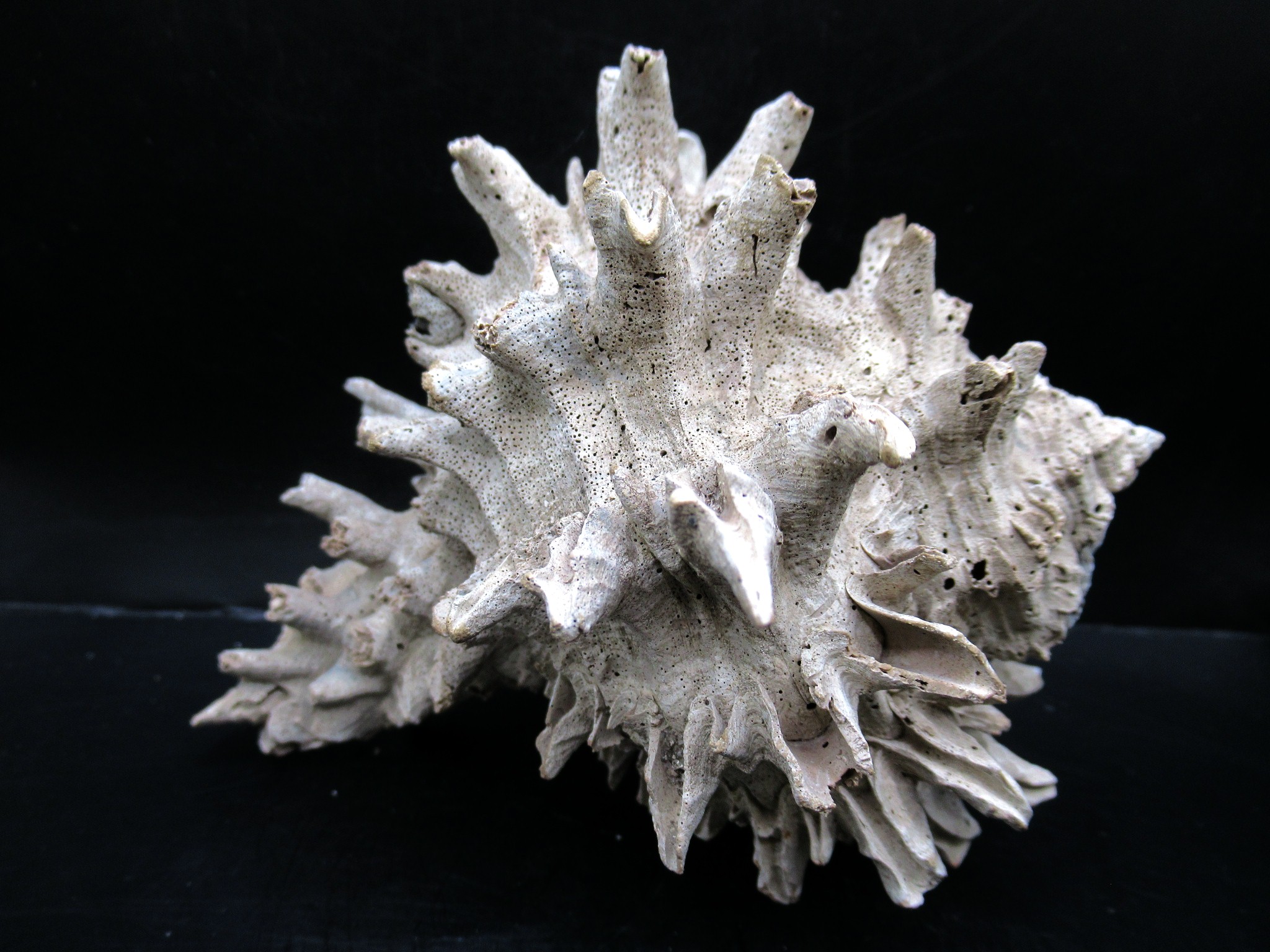 Miocene Florida Murex Gastropod 13b | Fossils for Sale Genuine Miocene Age Murex Gastropod Fossil for Sale from Florida #13b