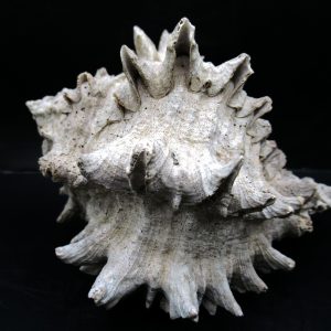 Genuine Miocene Age Murex Gastropod Fossil for Sale from Florida #18