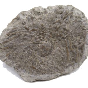 Genuine Mississippian Age Archaeocidaris wortheni Echinoid Fossils From Missouri For Sale #33