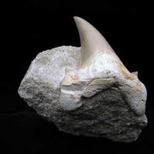 Genuine Eocene Age Otodus Shark Tooth Matrix Fossil for Sale from Morocco #31