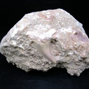 Genuine Eocene Age Otodus Shark Tooth Matrix Fossil for Sale from Morocco #33