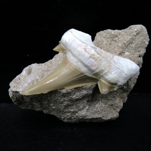 Genuine Eocene Age Otodus Shark Tooth Matrix Fossil for Sale from Morocco #34