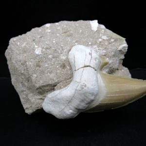 Genuine Eocene Age Otodus Shark Tooth Matrix Fossil for Sale from Morocco #35