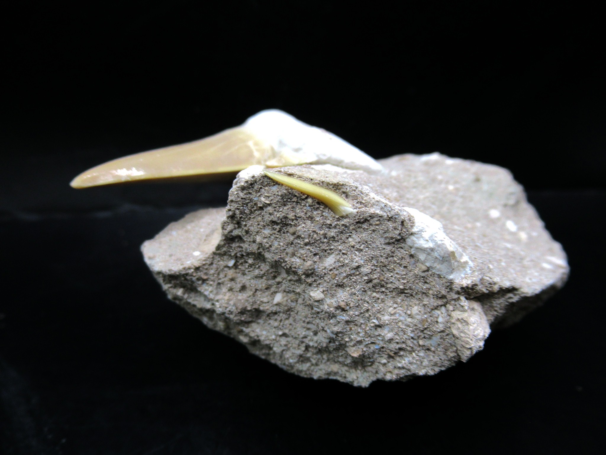 Morocco Eocene Otodus Shark Tooth Matrix 35a | Fossils for Sale Genuine Eocene Age Otodus Shark Tooth Matrix Fossil for Sale from Morocco #35a