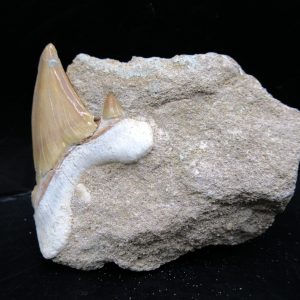 Genuine Eocene Age Otodus Shark Tooth Matrix Fossil for Sale from Morocco #36