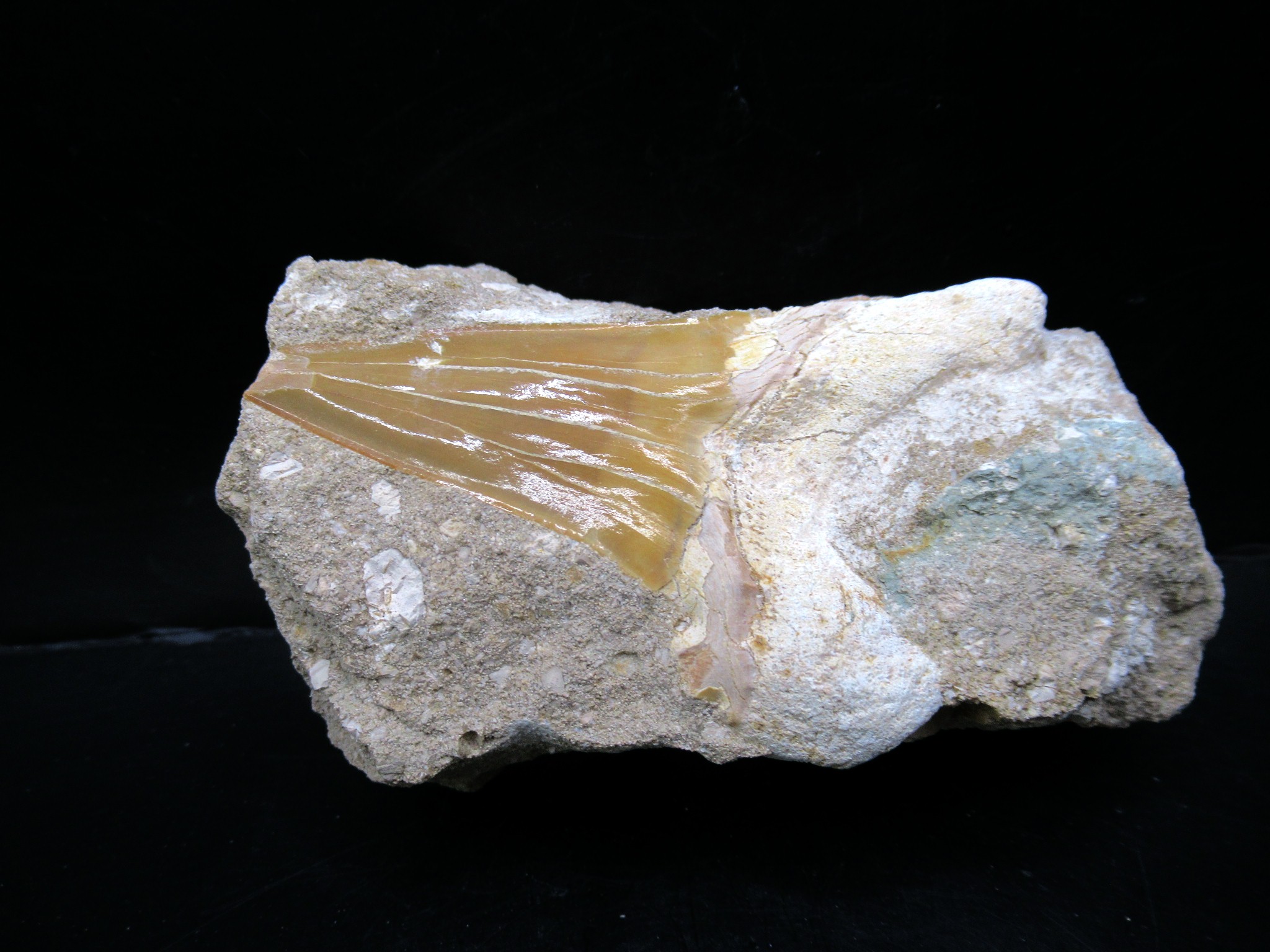 Morocco Eocene Otodus Shark Tooth Matrix 37 | Fossils for Sale Genuine Eocene Age Otodus Shark Tooth Matrix Fossil for Sale from Morocco #37