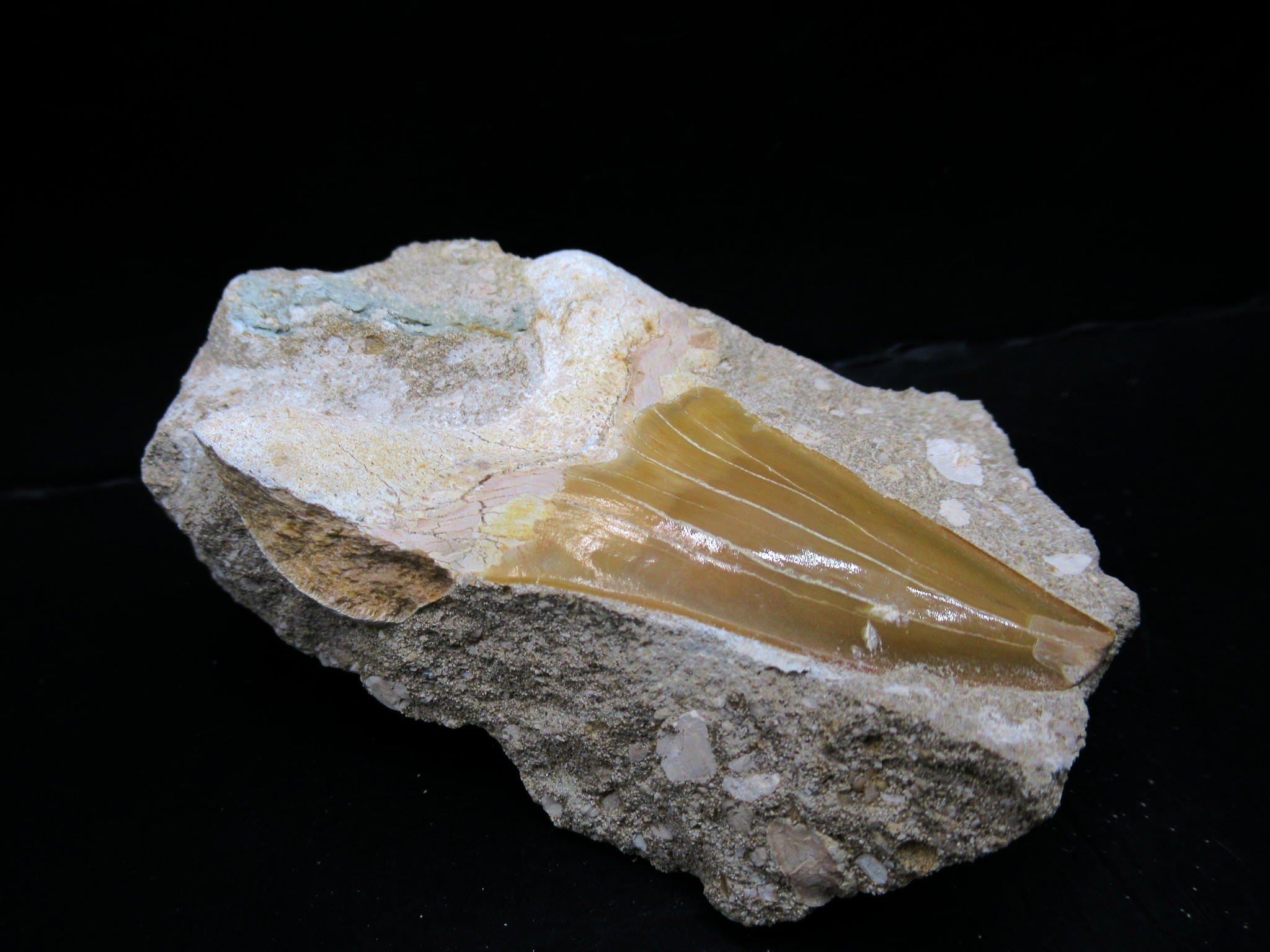 Morocco Eocene Otodus Shark Tooth Matrix 37b | Fossils for Sale Genuine Eocene Age Otodus Shark Tooth Matrix Fossil for Sale from Morocco #37b