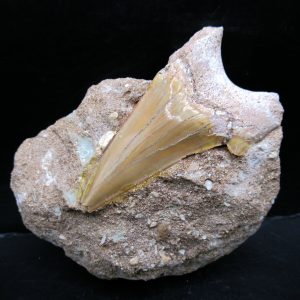 Genuine Eocene Age Otodus Shark Tooth Matrix Fossil for Sale from Morocco #38