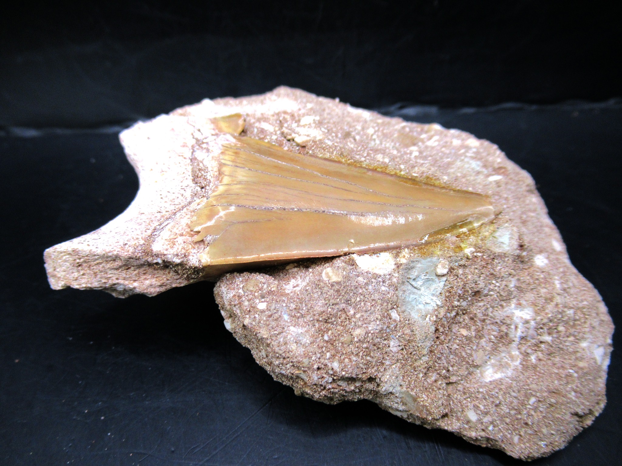 Morocco Eocene Otodus Shark Tooth Matrix 38a | Fossils for Sale Genuine Eocene Age Otodus Shark Tooth Matrix Fossil for Sale from Morocco #38a