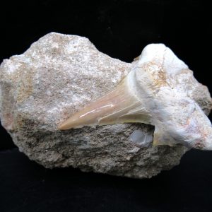 Genuine Eocene Age Otodus Shark Tooth Matrix Fossil for Sale from Morocco #39