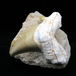 Genuine Eocene Age Otodus Shark Tooth Matrix Fossil for Sale from Morocco #40