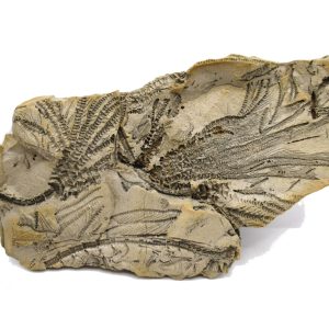 Genuine Oligocene Age Isocrinus oregonensis Crinoid Fossils From Oregon For Sale #1