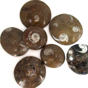 Genuine Devonian Age Polished Goniatite Rounds for Sale from Morocco