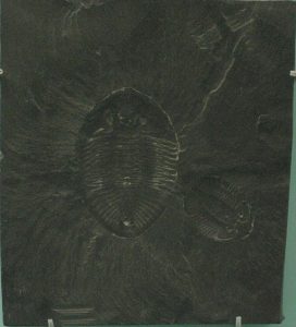 Pseudogygites