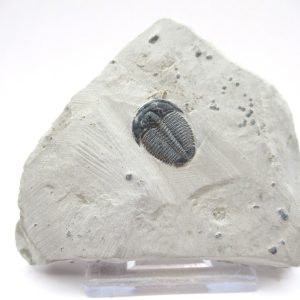 General Cambrian Age Elrathia Trilobite Fossils From Madagascar For Sale From Utah #105