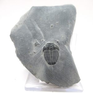 General Cambrian Age Elrathia Trilobite Fossils From Madagascar For Sale From Utah #107