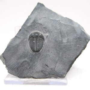 General Cambrian Age Elrathia Trilobite Fossils From Madagascar For Sale From Utah #108