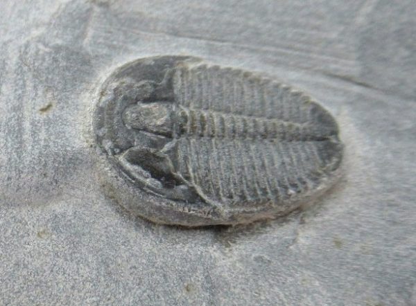 General Cambrian Age Elrathia Trilobite Fossils From Madagascar For Sale From Utah #109a