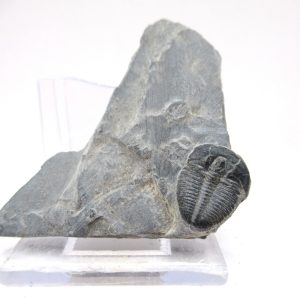 General Cambrian Age Elrathia Trilobite Fossils From Madagascar For Sale From Utah #110