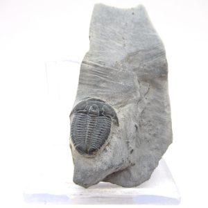 General Cambrian Age Elrathia Trilobite Fossils From Madagascar For Sale From Utah #112